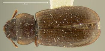 Media type: image;   Entomology 121 Aspect: habitus dorsal view